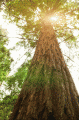 Million Trees LA