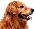 Aquarium Pet CenterPet Supplies and Grooming