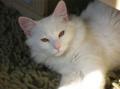 Catts & Doggs Pet Boutique