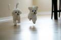 Companion and Care, Inc