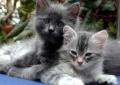 Kahoots Animals & Supplies