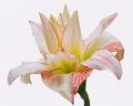 Bellflower CFM